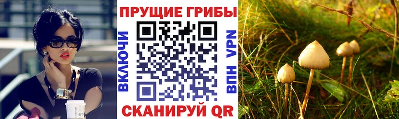 Псилоцибиновые грибы Magic Shrooms  продажа наркотиков  Темников 